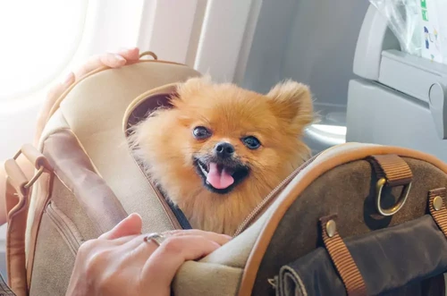 Happy dog with owner in Irvine, CA